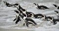 African penguins swimming in ocean.