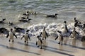 African penguins on sand at Boulders Beach, Cape Town Royalty Free Stock Photo
