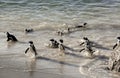 African penguins on sand at Boulders Beach, Cape Town Royalty Free Stock Photo