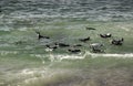 African penguins swimming together at Boulders Beach, South Africa Royalty Free Stock Photo