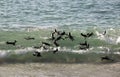 African penguins swimming together at Boulders Beach, South Africa Royalty Free Stock Photo