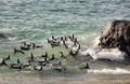 African penguins swimming together at Boulders Beach, South Africa Royalty Free Stock Photo