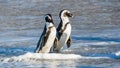 African penguins walk out of the ocean in the foam of the surf Royalty Free Stock Photo