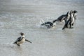 African penguins walk out of the ocean on the sandy beach. Royalty Free Stock Photo