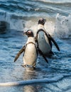 African penguins walk out of the ocean on the sandy beach. Royalty Free Stock Photo