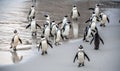 African penguins walk out of the ocean to the sandy beach. African penguin also known as the jackass penguin, black-footed penguin