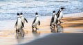 African penguins walk out of the ocean to the sandy beach. African penguin also known as the jackass penguin, black-footed penguin Royalty Free Stock Photo