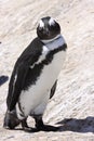 African Penquin at Boulder Beach in South Africa