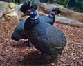 African pied goose chicken gawks stupidly, close-up Royalty Free Stock Photo