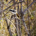 African pied wagtail