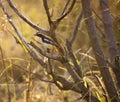 African pied wagtail