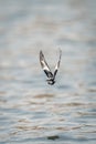 African pied wagtail crosses river towards camera