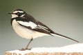 African Pied Wagtail - Uganda, Africa