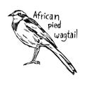 African pied wagtail - vector illustration sketch hand drawn wit