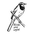 African pied wagtail - vector illustration sketch hand drawn wit