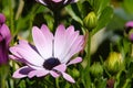 African pink daisy Dimorphotheca pluvialis in a Mediterranean garden