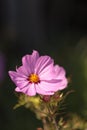 African pink daisy flower Osteospermum