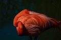 African pink flamingo against a black background