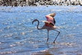 African pink flamingo runs through the water