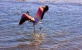 African pink flamingo runs through the water