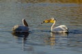 African pink pelicans eat fish on a Siberian lake