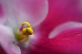 African pink violet with anther detail macro photo