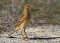 African Pipit Royalty Free Stock Photo