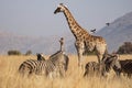 African plains game scene with giraffe mother and calf, zebra and birds. Royalty Free Stock Photo