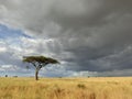 African plains