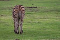 African Plains Zebra from behind Royalty Free Stock Photo
