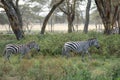 african plains zebra on the dry brown savannah Royalty Free Stock Photo