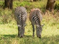 african plains zebra on the dry brown savannah Royalty Free Stock Photo