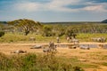 african plains zebra on the dry brown savannah Royalty Free Stock Photo