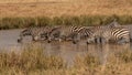 African plains zebra on the dry brown savannah Royalty Free Stock Photo