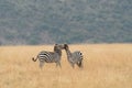 African plains zebra on the dry brown savannah grasslands browsing and grazing. Royalty Free Stock Photo