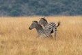 African plains zebra on the dry brown savannah grasslands browsing and grazing Royalty Free Stock Photo