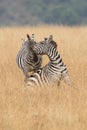 African plains zebra on the dry brown savannah grasslands browsing and grazing. Royalty Free Stock Photo