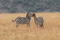 African plains zebra on the dry brown savannah grasslands browsing and grazing. Royalty Free Stock Photo