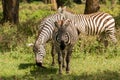 African plains zebra on the dry brown savannah grasslands browsing and grazing. Royalty Free Stock Photo