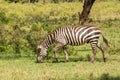 african plains zebra on the dry brown savannah grasslands browsing and grazing. Royalty Free Stock Photo