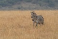 African plains zebra on the dry brown savannah grasslands browsing and grazing. Royalty Free Stock Photo