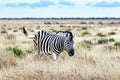 African plains zebra family on the dry brown savannah grasslands Royalty Free Stock Photo
