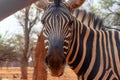 African plains zebra on the dry yellow savannah grasslands.