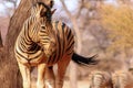 African plains zebra on the dry yellow savannah grasslands.