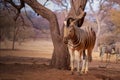 African plains zebra on the dry yellow savannah grasslands.