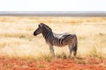 African plains zebra family on the dry brown savannah grasslands Royalty Free Stock Photo