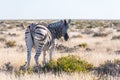 African plains zebra family on the dry brown savannah grasslands Royalty Free Stock Photo