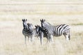 African plains zebra family on the dry brown savannah grasslands Royalty Free Stock Photo