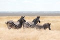 African plains zebra family on the dry brown savannah grasslands Royalty Free Stock Photo