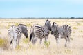 African plains zebra family on the dry brown savannah grasslands Royalty Free Stock Photo